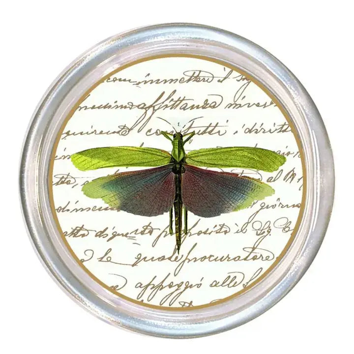 Dragonfly Coaster