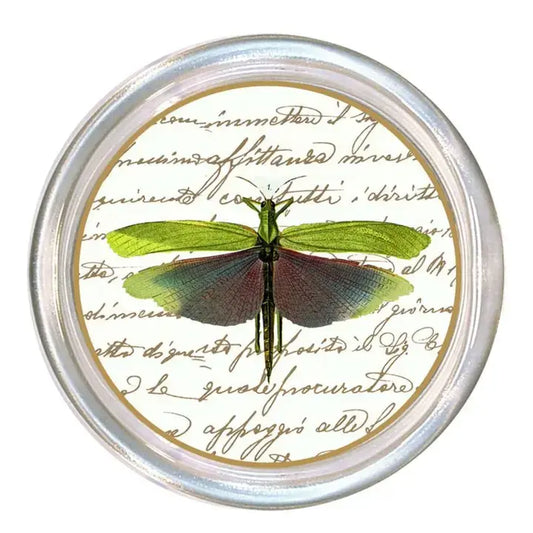 Dragonfly Coaster