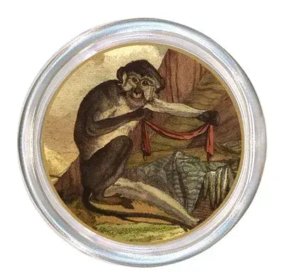 Monkey & Scarf Coaster
